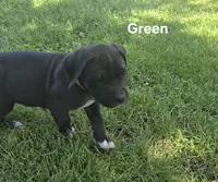 Green, a male Cane Corso for sale in Nashport, OH – 3 of 10