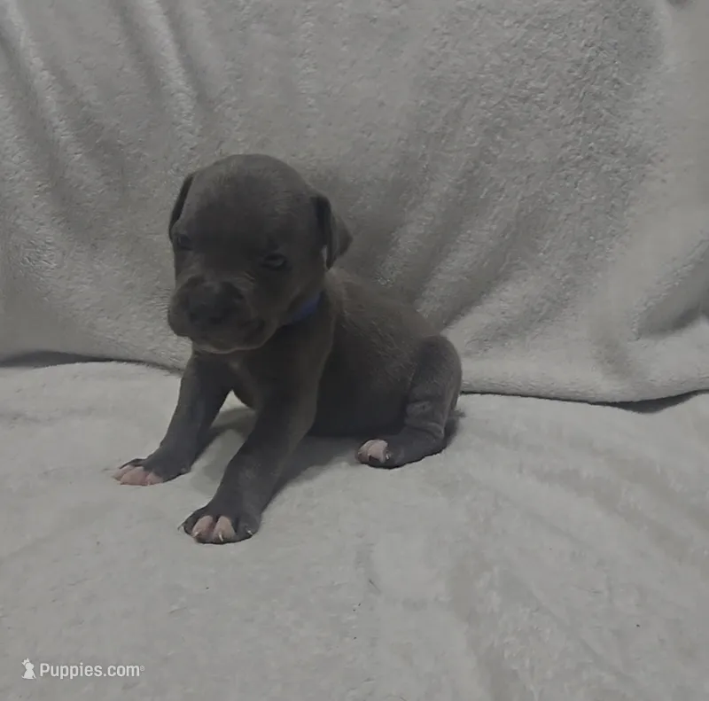 Blue – Cane Corso puppy on hold in Nashport, OH