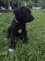 Green, a male Cane Corso for sale in Nashport, OH – 1 of 10