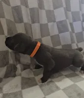 Orange, a male Cane Corso for sale in Nashport, OH – 2 of 4