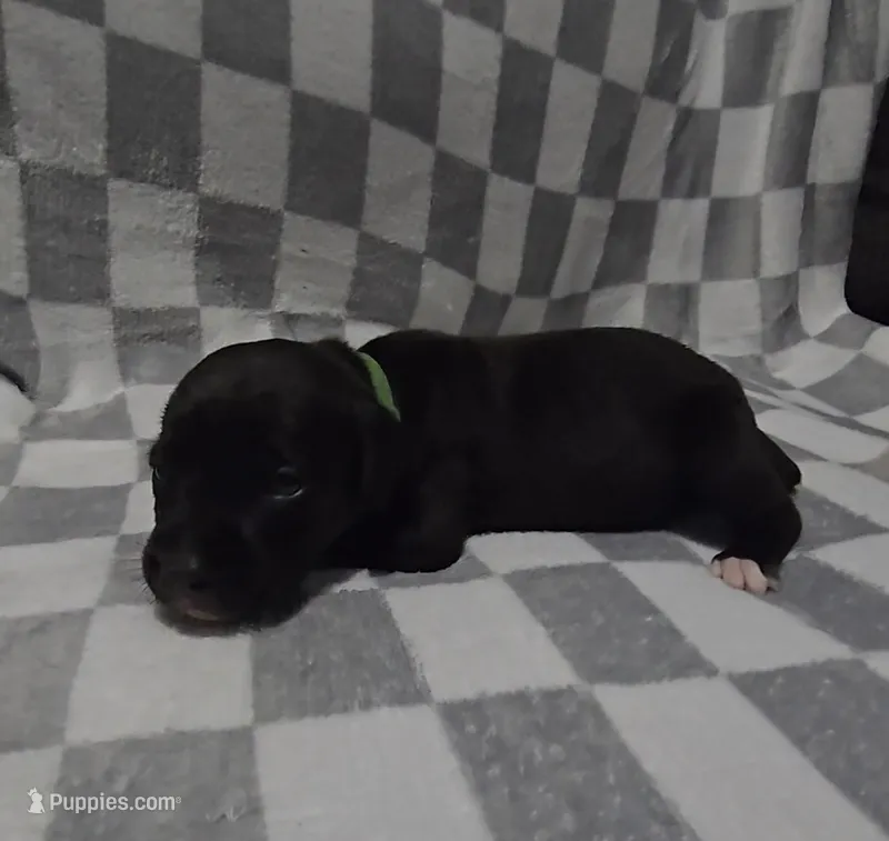 Green – Cane Corso puppy for sale in Nashport, OH
