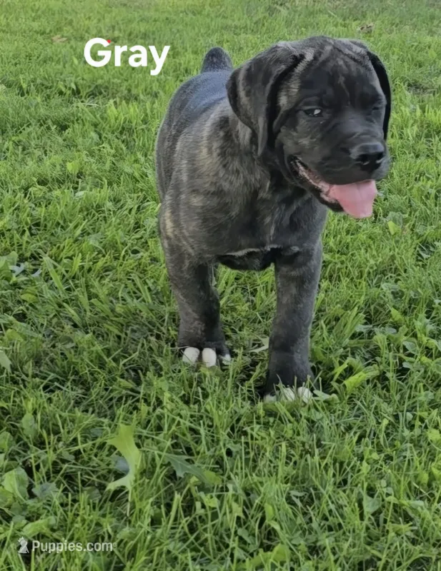 Gray – Cane Corso puppy for sale in Nashport, OH