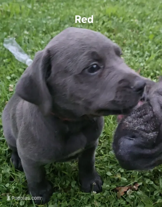 Red – Cane Corso puppy for sale in Nashport, OH