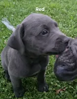 Red, a male Cane Corso for sale in Nashport, OH – 1 of 10