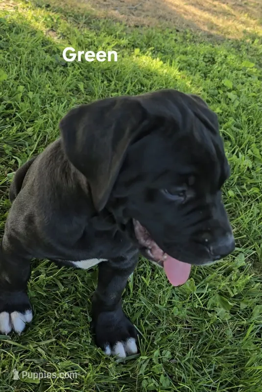 Green – Cane Corso puppy for sale in Nashport, OH