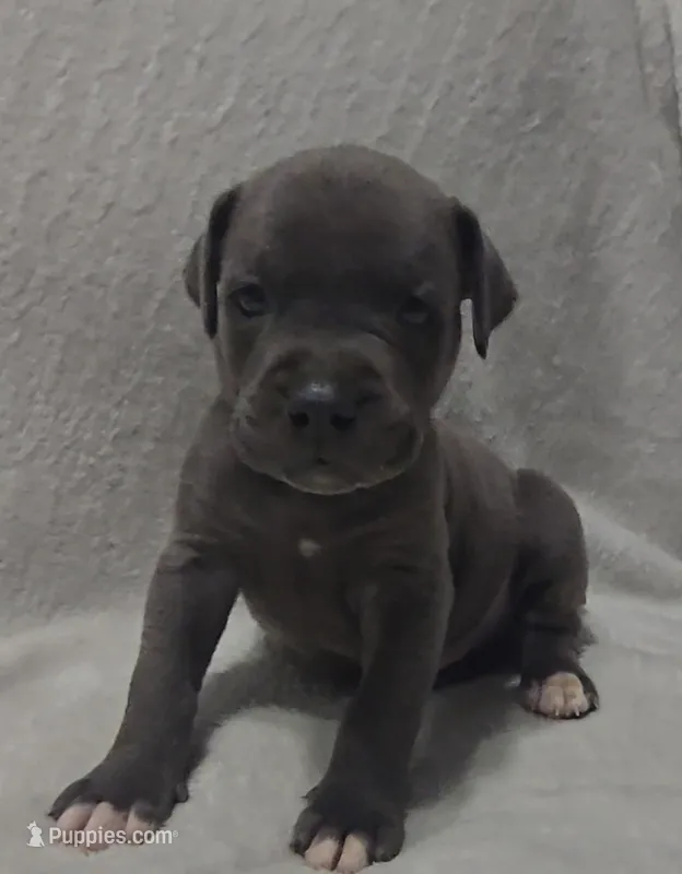 Blue – Cane Corso puppy on hold in Nashport, OH