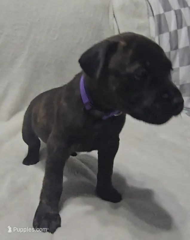 Purple  – Cane Corso puppy for sale in Nashport, OH