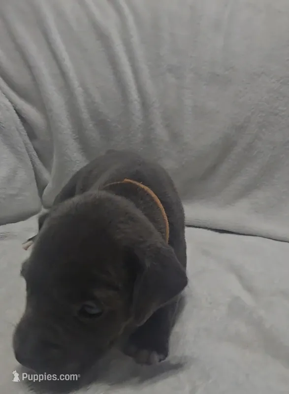 Orange – Cane Corso puppy for sale in Nashport, OH