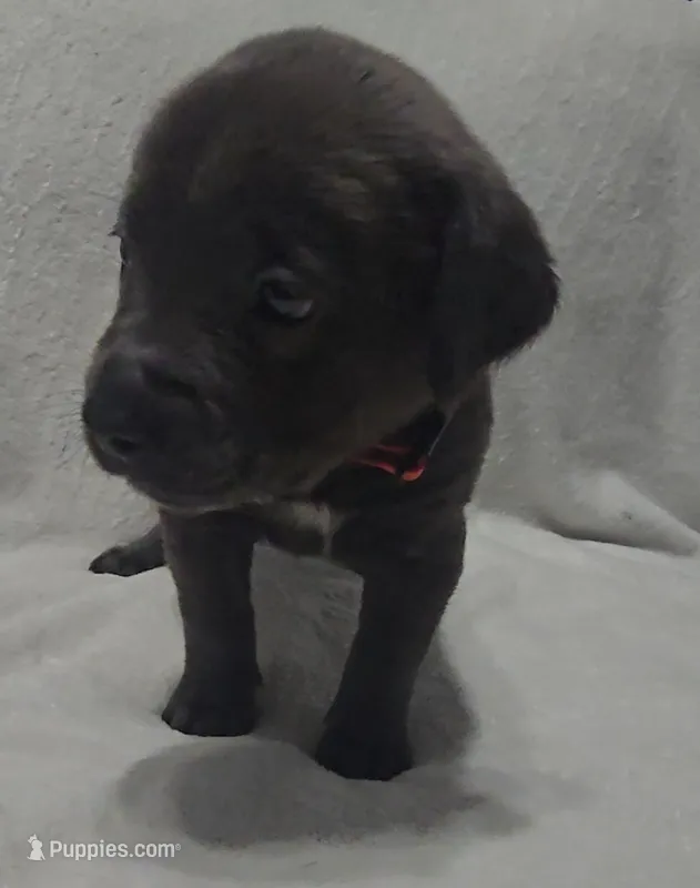 Red – Cane Corso puppy for sale in Nashport, OH