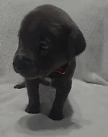 Red, a male Cane Corso for sale in Nashport, OH – 8 of 10