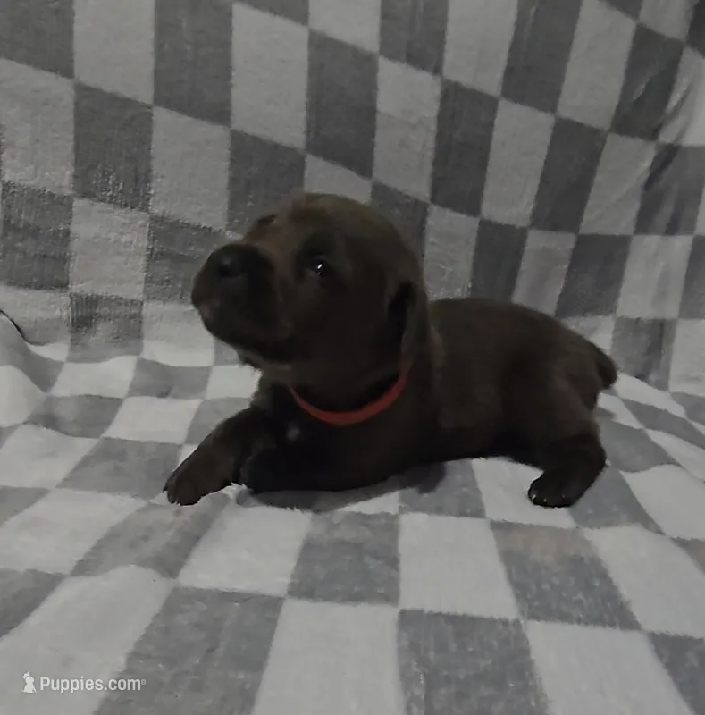 Red – Cane Corso puppy for sale in Nashport, OH