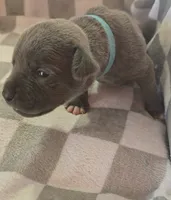 Blue, a male Cane Corso for sale in Nashport, OH – 1 of 4
