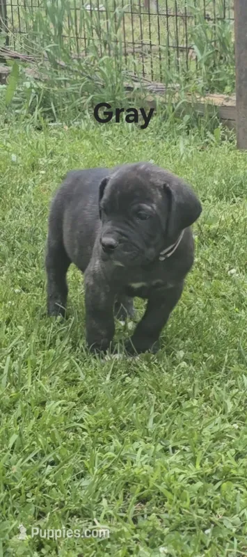 Gray – Cane Corso puppy for sale in Nashport, OH