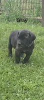 Gray, a male Cane Corso for sale in Nashport, OH – 5 of 9