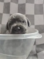 Black, a male Cane Corso for sale in Nashport, OH – 3 of 4
