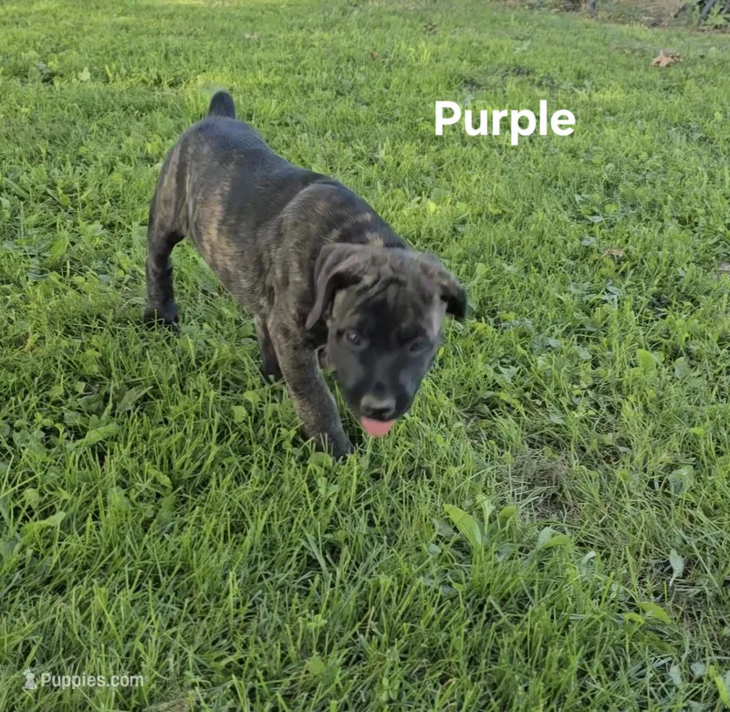 Purple – Cane Corso puppy for sale in Nashport, OH