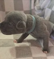Blue, a male Cane Corso for sale in Nashport, OH – 3 of 4