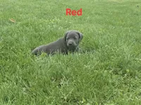 Red, a male Cane Corso for sale in Nashport, OH – 6 of 10