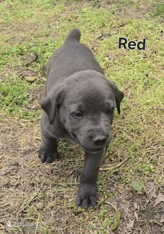 Red – Cane Corso puppy for sale in Nashport, OH