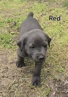 Red, a male Cane Corso for sale in Nashport, OH – 5 of 10