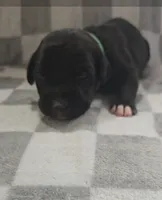 Green, a male Cane Corso for sale in Nashport, OH – 3 of 4
