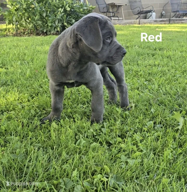 Red – Cane Corso puppy for sale in Nashport, OH