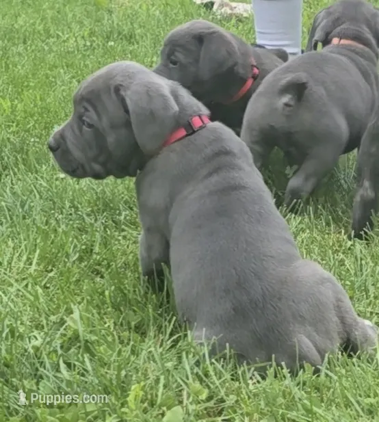 Pink – Cane Corso puppy on hold in Nashport, OH