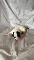 Puppy 2 - Male, a female Jack Russell Terrier for sale in Fairburn, GA – 3 of 3