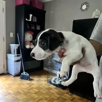 Puppy 3 - Male, a male Jack Russell Terrier for sale in Fairburn, GA – Photo 1 of 8