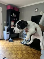 Puppy 3 - Male, a male Jack Russell Terrier for sale in Fairburn, GA – Photo 1 of 8