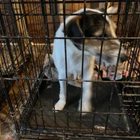 Puppy 3 - Male, a male Jack Russell Terrier for sale in Fairburn, GA – Photo 7 of 8