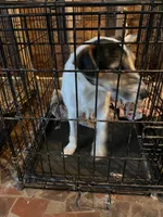 Puppy 3 - Male, a male Jack Russell Terrier for sale in Fairburn, GA – Photo 7 of 8