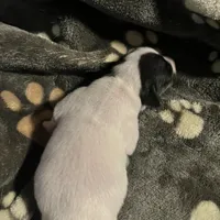 Puppy 3 - Male, a male Jack Russell Terrier for sale in Fairburn, GA – Photo 3 of 8