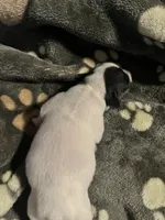 Puppy 3 - Male, a male Jack Russell Terrier for sale in Fairburn, GA – Photo 3 of 8