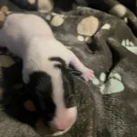 Puppy 3 - Male, a male Jack Russell Terrier for sale in Fairburn, GA – Photo 4 of 8