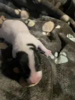 Puppy 3 - Male, a male Jack Russell Terrier for sale in Fairburn, GA – Photo 4 of 8