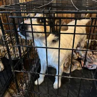 Puppy 3 - Male, a male Jack Russell Terrier for sale in Fairburn, GA – Photo 8 of 8