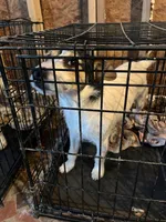 Puppy 3 - Male, a male Jack Russell Terrier for sale in Fairburn, GA – Photo 8 of 8