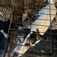 Puppy 3 - Male, a male Jack Russell Terrier for sale in Fairburn, GA – Photo 6 of 8