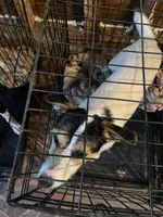 Puppy 3 - Male, a male Jack Russell Terrier for sale in Fairburn, GA – Photo 6 of 8