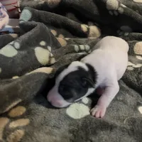 Puppy 3 - Male, a male Jack Russell Terrier for sale in Fairburn, GA – Photo 2 of 8