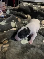 Puppy 3 - Male, a male Jack Russell Terrier for sale in Fairburn, GA – Photo 2 of 8