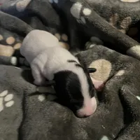 Puppy 3 - Male, a male Jack Russell Terrier for sale in Fairburn, GA – Photo 5 of 8