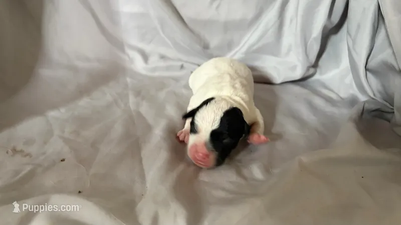 Puppy 2 - Male – Jack Russell Terrier puppy for sale in Fairburn, GA