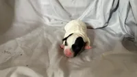 Puppy 2 - Male, a female Jack Russell Terrier for sale in Fairburn, GA – 1 of 3
