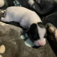 Puppy 1 - Male, a male Jack Russell Terrier for sale in Fairburn, GA – Photo 2 of 8