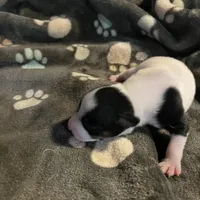 Puppy 1 - Male, a male Jack Russell Terrier for sale in Fairburn, GA – Photo 5 of 8