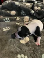 Puppy 1 - Male, a male Jack Russell Terrier for sale in Fairburn, GA – Photo 5 of 8