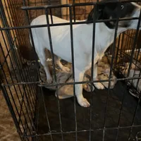 Puppy 1 - Male, a male Jack Russell Terrier for sale in Fairburn, GA – Photo 6 of 8