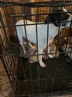 Puppy 1 - Male, a male Jack Russell Terrier for sale in Fairburn, GA – Photo 6 of 8